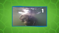 Get Familiar With This Very Interesting Creature Known the World Over as a Sea Cow Instructional Video