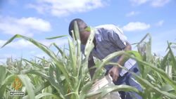 Zambia declares national disaster after drought devastates agriculture News Clip