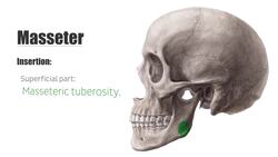 Masseter muscle Instructional Video