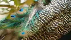 Elegant wild exotic bird with colorful artistic feathers. Close up of peacock textured plumage. Flying Indian green peafowl (Pavo cristatus) in real nature, vibrant pattern of luminous tail and wings. Stock Footage