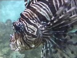 The Fascinating World of Fish Instructional Video