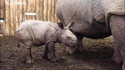 Orban's Rhino News Clip