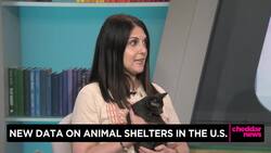 Cheddar Paws: Making All Shelters No-Kill by 2025 News Clip