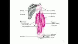 KINE 3135: The Elbow and Radioulnar Joints Instructional Video