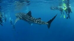 Whale Shark in crystal sea, Maldives Stock Footage
