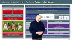 Introduction to Punnett Squares and Genetic Inheritance Analysis Instructional Video