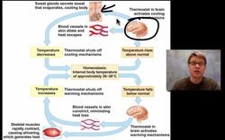 Unit 4 Review - Homeostasis Instructional Video