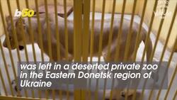 England Zoo On Mission to Save Family of Lions from Ukraine Instructional Video