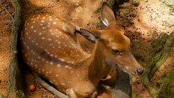 Wildlife scene. Beautiful young fallow whitetail deer, wild mammal animal in forest surrounding. Spotted, Chitals, Cheetal, Axis, Cervus nippon or Japanese deer grazing in natural habitat in the sun. Stock Footage