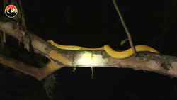 BITE PROOF? Venomous Snake vs. Gloves! Instructional Video