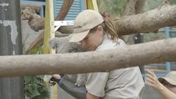 Weighing a Pair of Koala Moms and Their Newborns Is Tough! Instructional Video