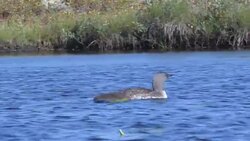 Red-Throated loon, gavia stellata, parent with baby, adult spreading wings Stock Footage