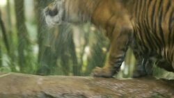 7-Month-Old Tiger Cubs Learn How to Swim Instructional Video