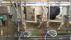 Can seaweed make dairy farms more eco-friendly? Instructional Video