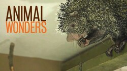 Porcupine Stink Instructional Video