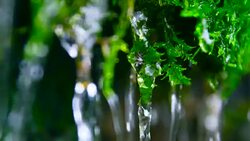 green moss with water falling Stock Footage