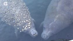 Swimming with Giants! Instructional Video