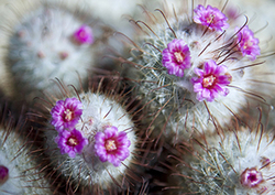 Defensive Plants - Plant Protections Instructional Video