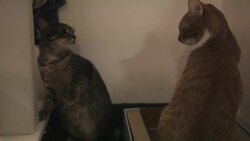 What to Do about 2 Cats Fighting Instructional Video