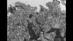 Morocco fights locusts that ravage the Sousse Valley News Clip