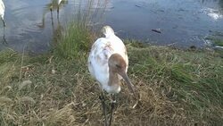 VOICED : Keeping the rare US whooping cranes News Clip