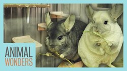 Chinchillas Get New Climbing Walls! Instructional Video