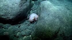 #The Moment a rare dumbo octopus was spotted in the deep sea News Clip