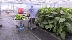 CLEAN : In Brittany, an insect farm offers a natural alternative to pesticides News Clip