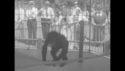 Jackie the chimp performs stunts for audience News Clip
