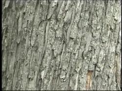 Plant Structure and Function: Vascular Tissues Instructional Video