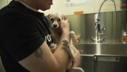 5 Rescue Shelters That Are Finding Dogs Love And FURever Homes Instructional Video