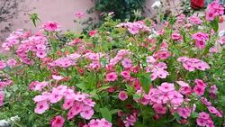 Fertilizer of annual phlox flowers on the garden bed. Stock Footage