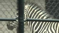 A good break-up? Seized zebras settle into new homes in 2 provinces after turf war News Clip