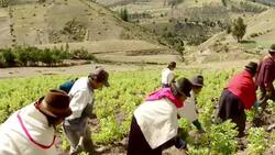 Where Quinoa Grows Instructional Video