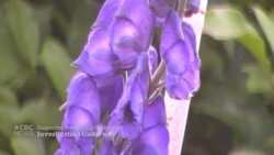 Spice product suspected of poisoning Markham restaurant customers News Clip