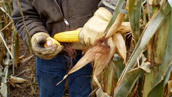Innovative Farming - Integrating Cover Crops for Sustainable Agriculture Instructional Video