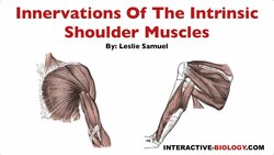 096 Innervations Of The Intrinsic Shoulder Muscles Instructional Video