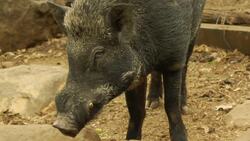 Zoo offers home to animals whose habitiat has been destroyed Instructional Video