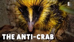 Tenrecs Will Not Stay In Their Lane Instructional Video