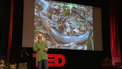 TED: The real danger lurking in the water | Romulus Whitaker Instructional Video