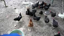 Feed the chicken. Stock Footage