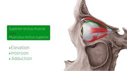 Superior rectus muscle Instructional Video