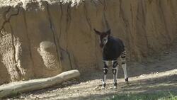 What Exactly Is an Okapi and What Animal is it Related To? Instructional Video