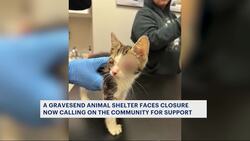 Gravesend animal rescue faces closures which would leave dozens of animals in limbo News Clip