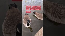 Common English Vocabulary: Outdoors #shorts Instructional Video