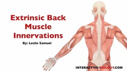 094 Innervations Of The Extrinsic Back/Shoulder Muscles Instructional Video