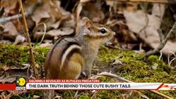 GRAVITAS: California Squirrels Turning Into Carnivorous Killers News Clip
