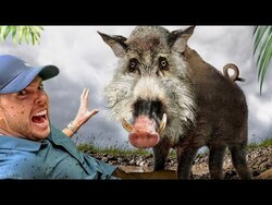 Scariest Pig on the Planet! (Bearded Pig of Borneo) Instructional Video