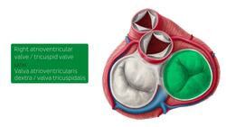 Heart valves Instructional Video