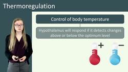 Thermoregulation: How the Body Controls Temperature Instructional Video